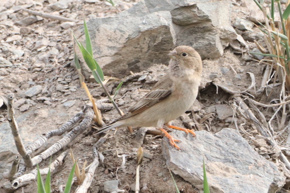 Mongolian Finch - ML637684229