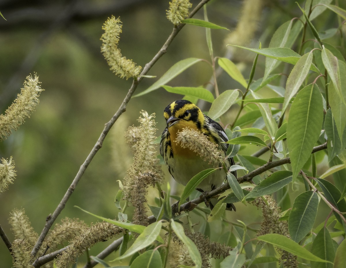Blackburnian Warbler - ML637684230