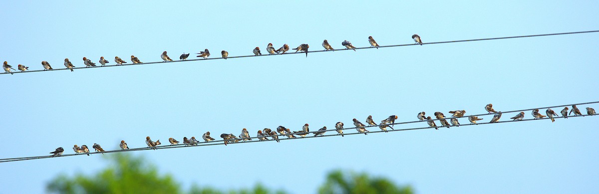 Streak-throated Swallow - ML637684232