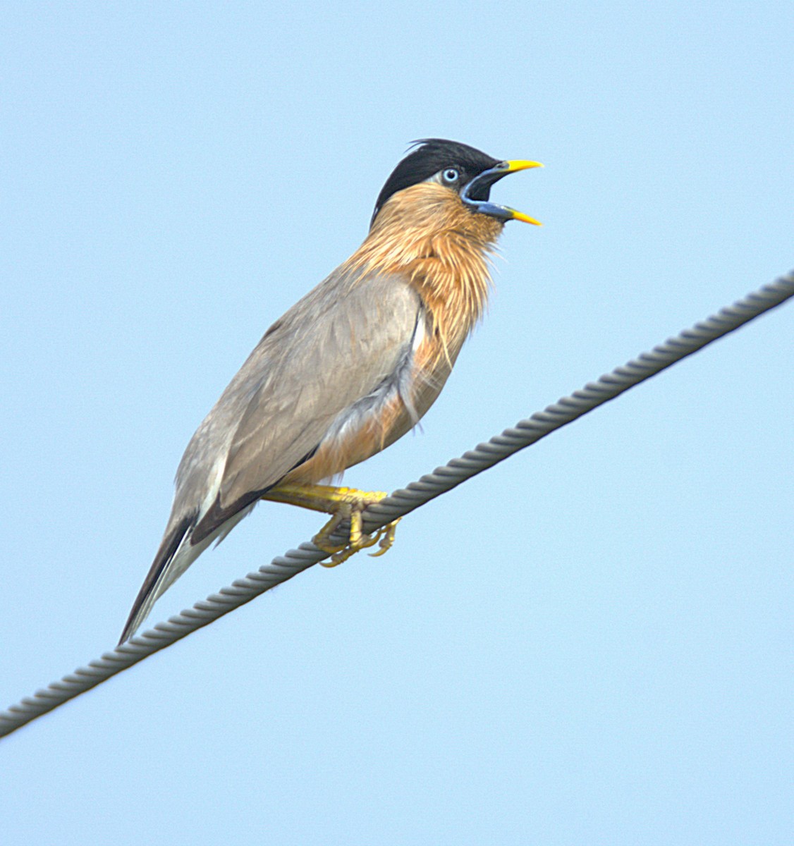 Brahminy Starling - ML637684233