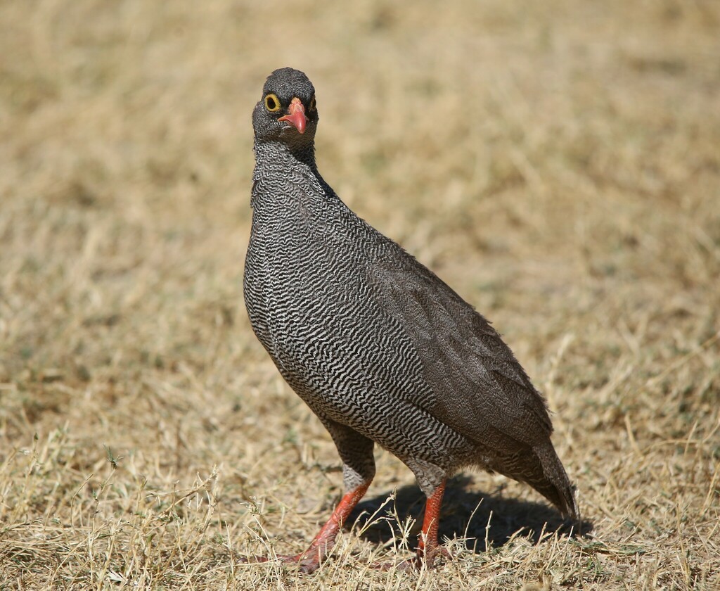 Red-billed Spurfowl - ML637684296
