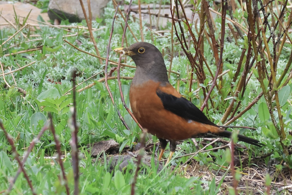 Chestnut Thrush - ML637684371