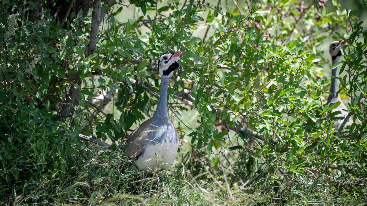 White-bellied Bustard - ML637684374