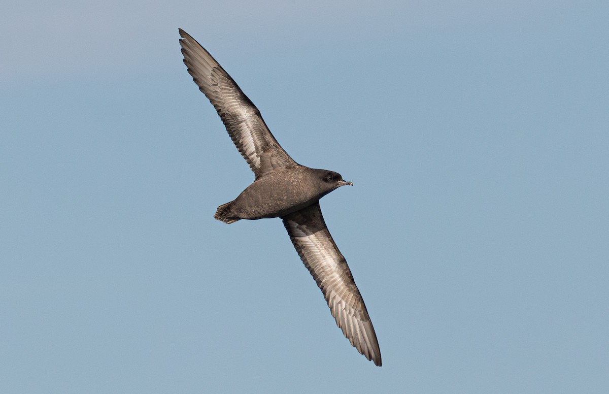 Short-tailed Shearwater - ML637684375