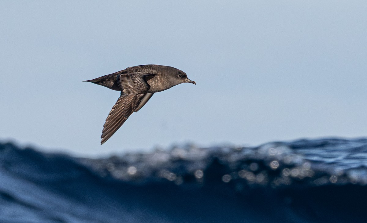 Short-tailed Shearwater - ML637684376