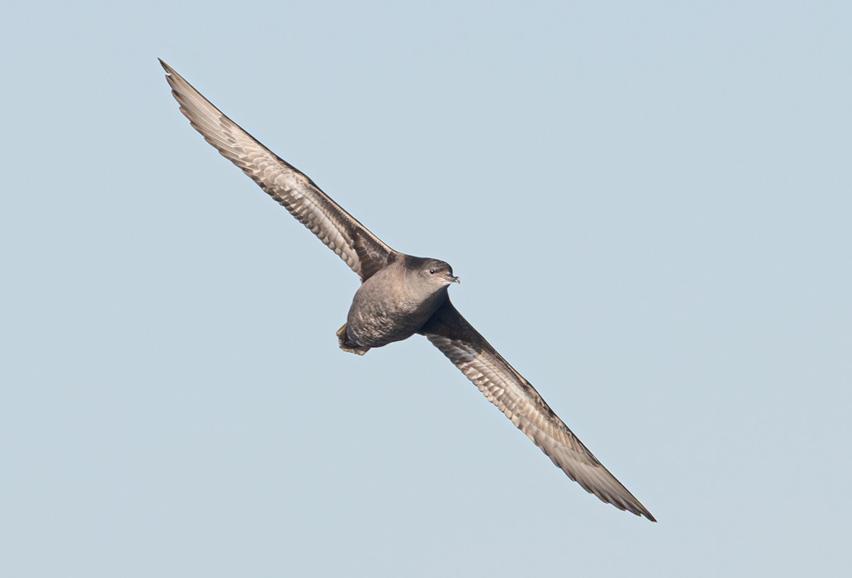 Short-tailed Shearwater - ML637684377