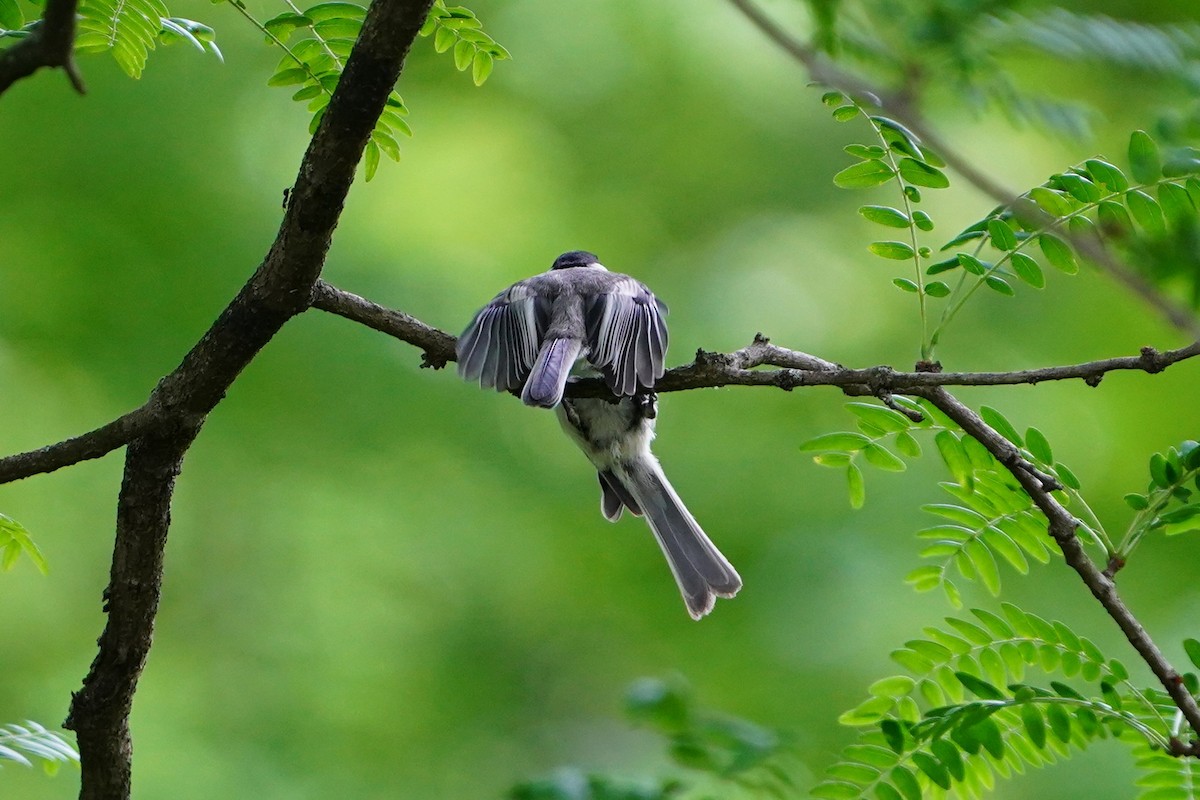 Black-capped Chickadee - ML637684379