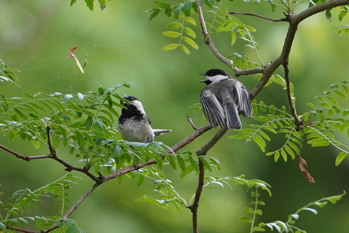 Black-capped Chickadee - ML637684380