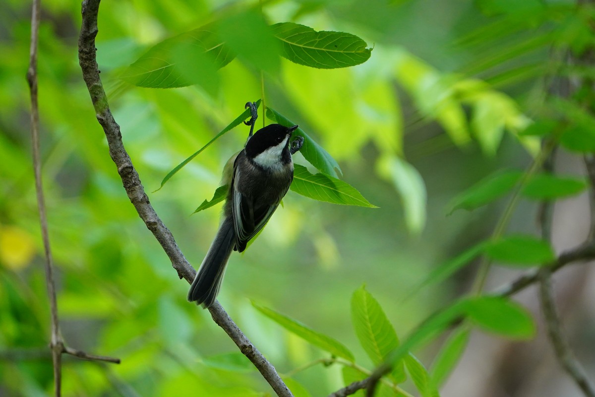 Black-capped Chickadee - ML637684381