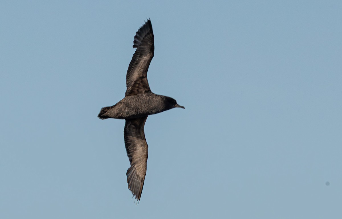 Short-tailed Shearwater - ML637684383