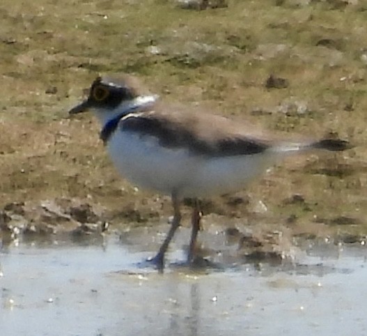 Little Ringed Plover - ML637684385