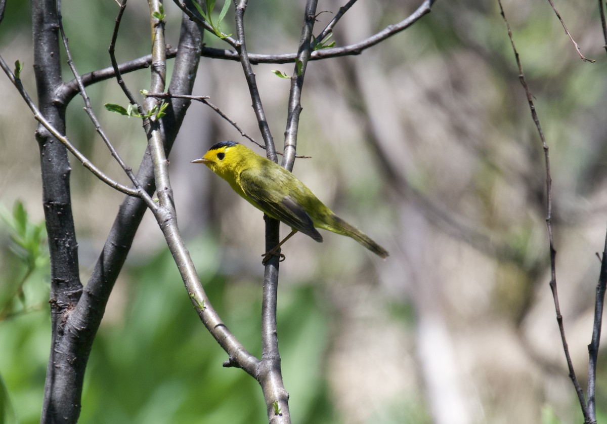 Wilson's Warbler - ML637684386