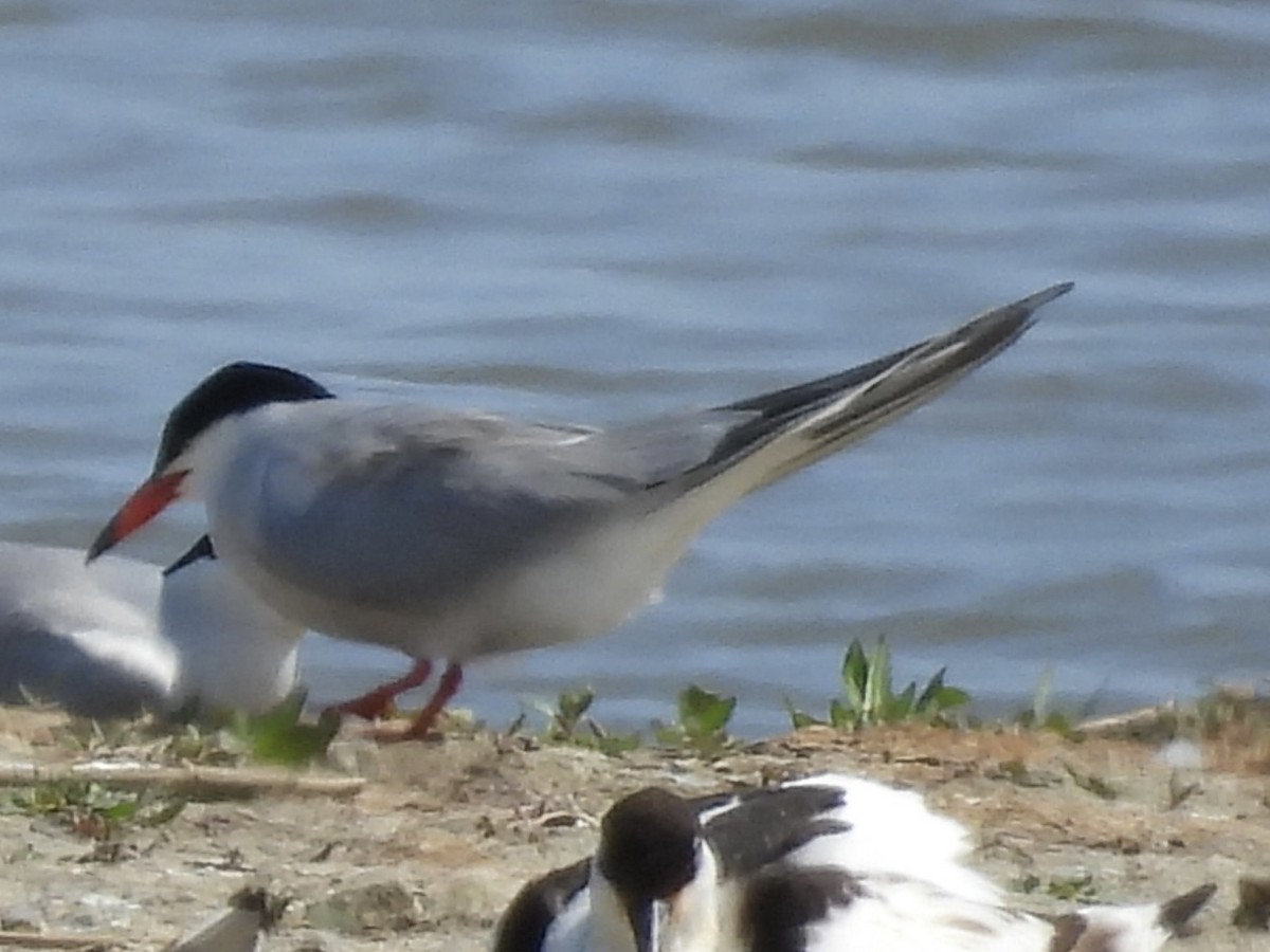 Common Tern - ML637684396