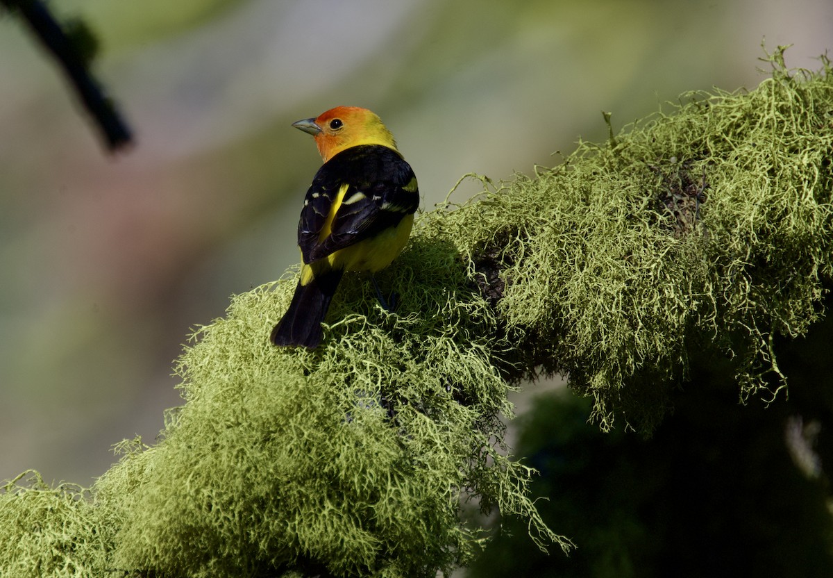Western Tanager - ML637684400