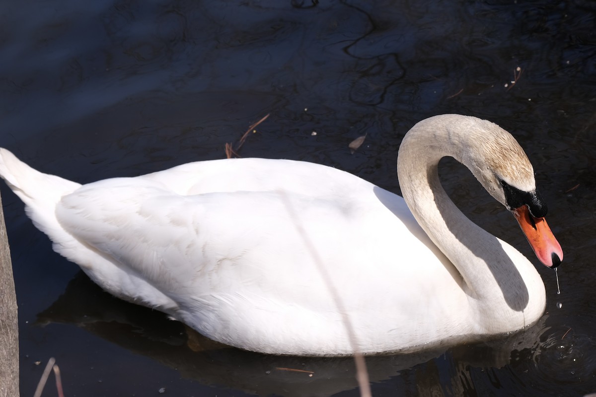 Mute Swan - ML637684401