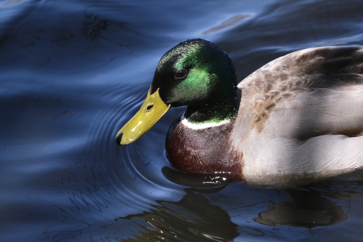 Mallard - ML637684402