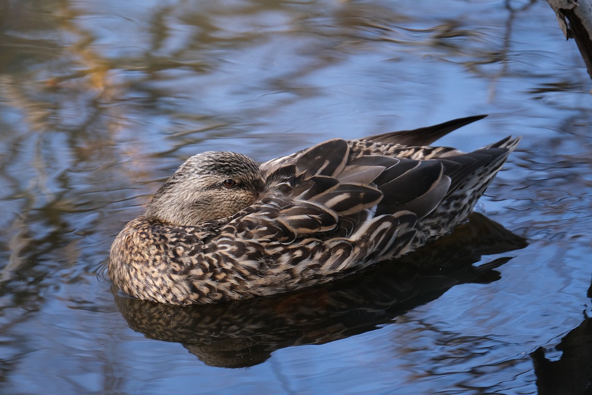 Mallard - ML637684403