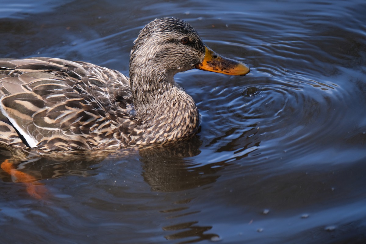 Mallard - ML637684404