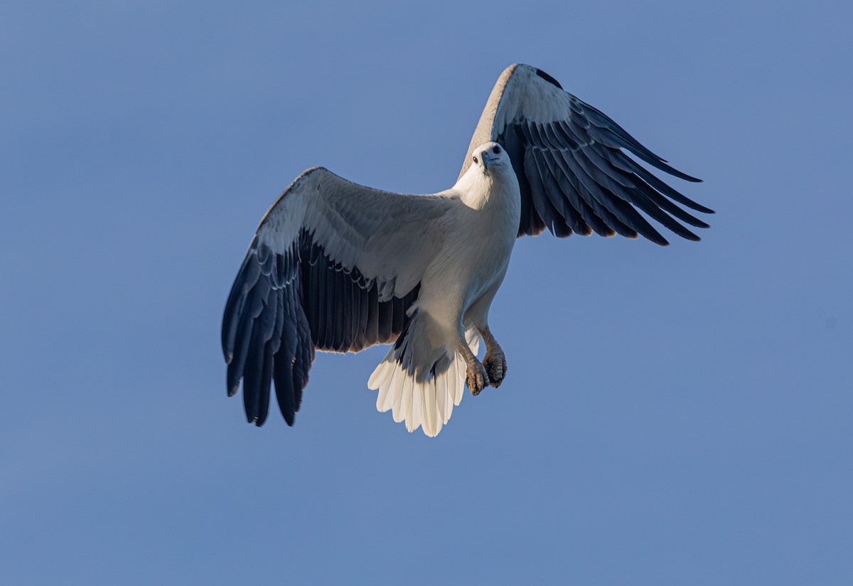 White-bellied Sea-Eagle - ML637684411