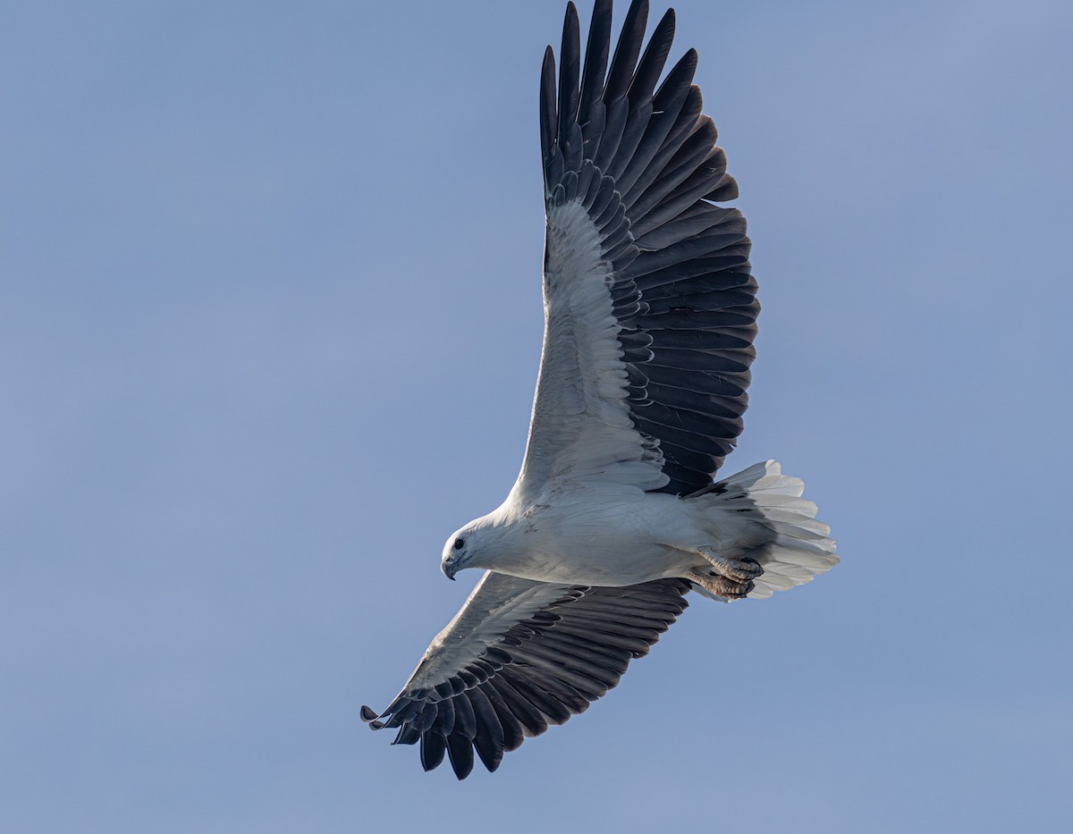 White-bellied Sea-Eagle - ML637684413