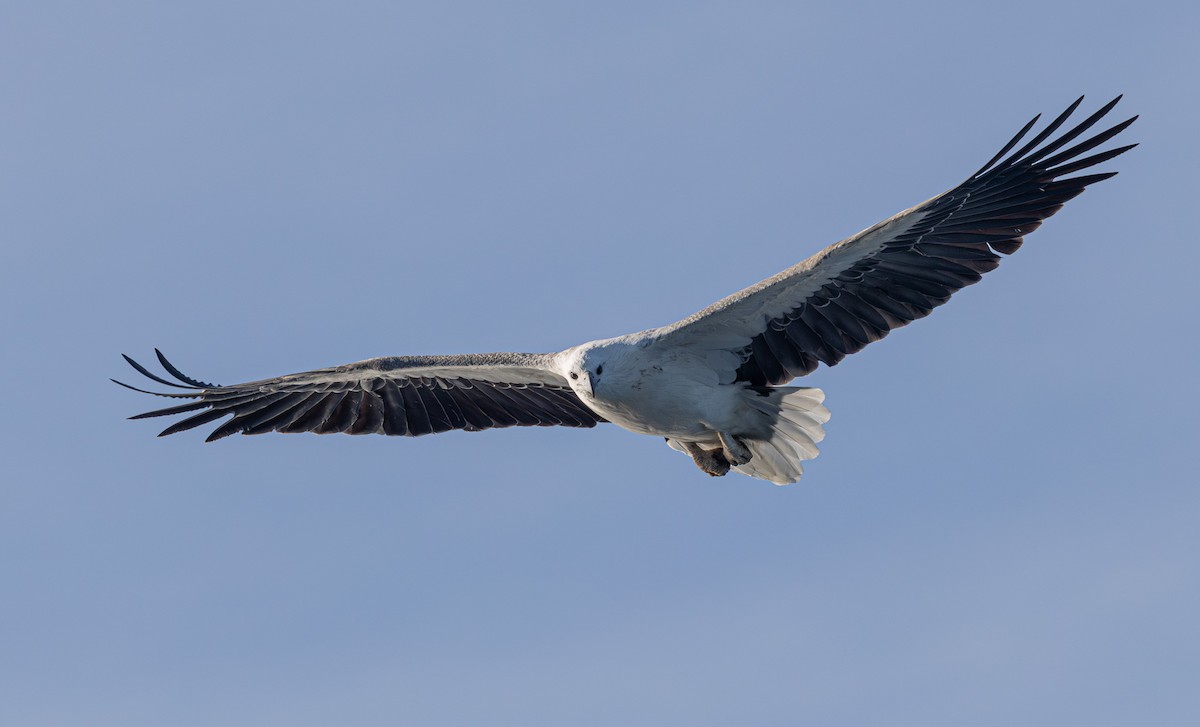 White-bellied Sea-Eagle - ML637684414