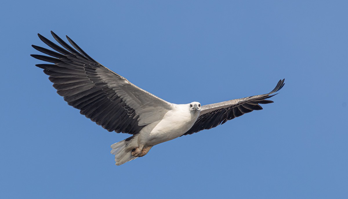 White-bellied Sea-Eagle - ML637684415