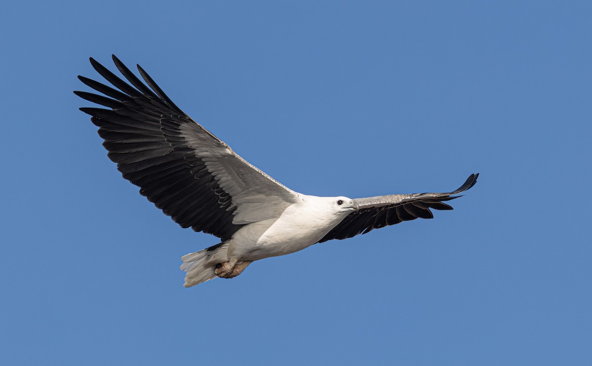 White-bellied Sea-Eagle - ML637684417