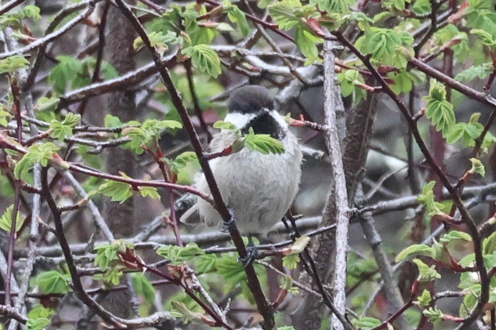 Sichuan Tit - ML637684500