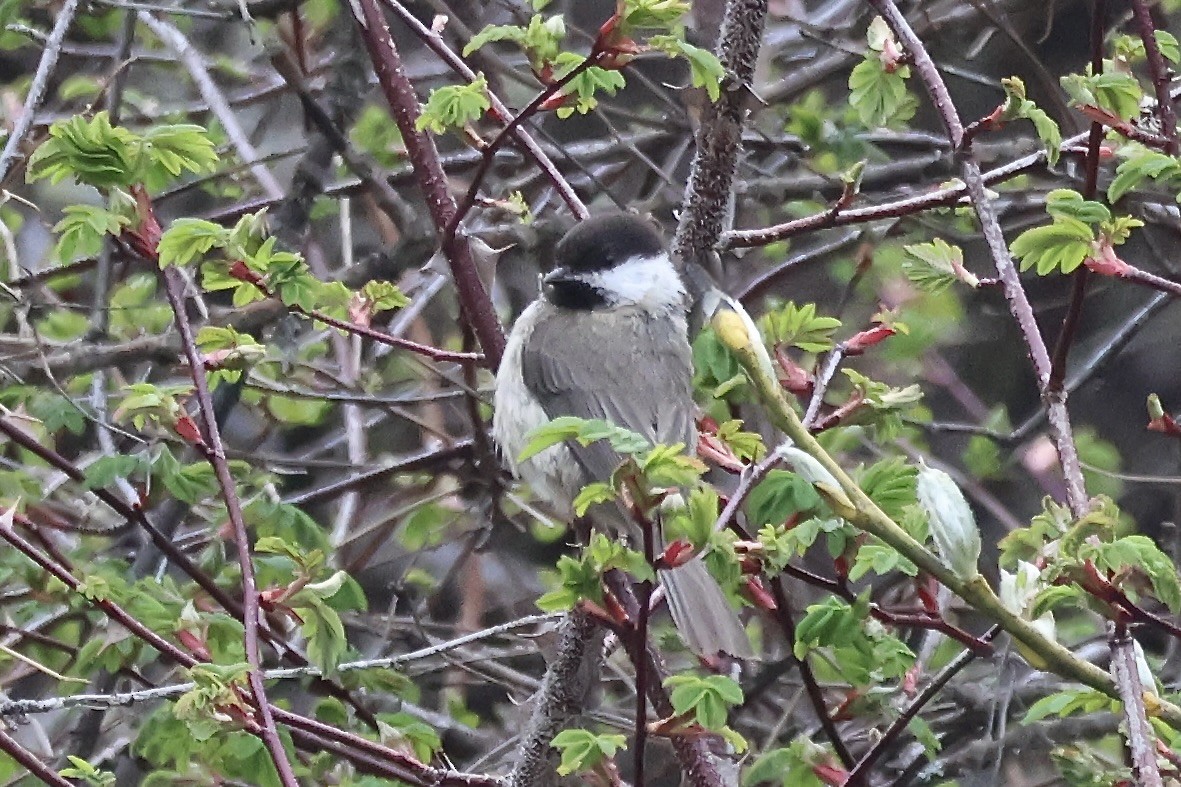 Sichuan Tit - ML637684501