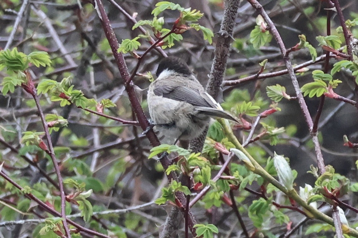 Sichuan Tit - ML637684502