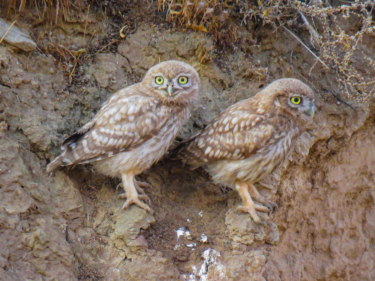 Little Owl - ML637684586