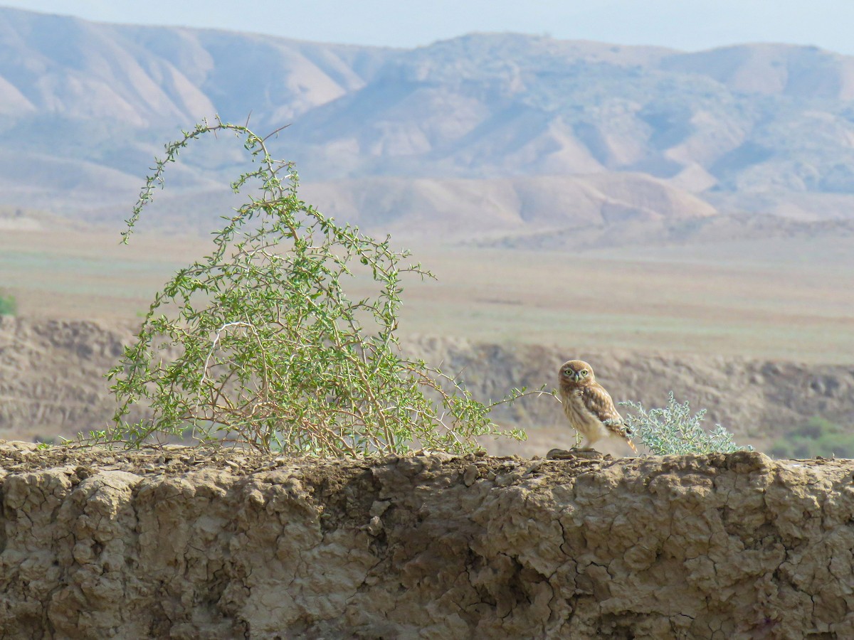 Little Owl - ML637684587