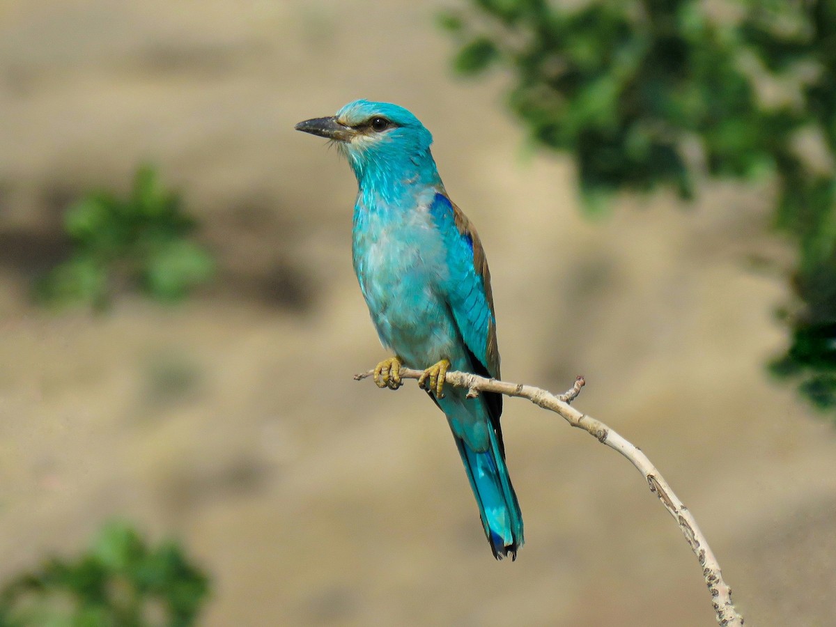 European Roller - ML637684597