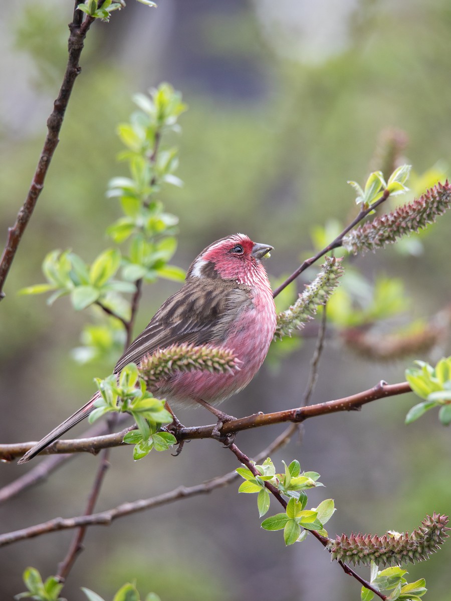 Chinese White-browed Rosefinch - ML637684598