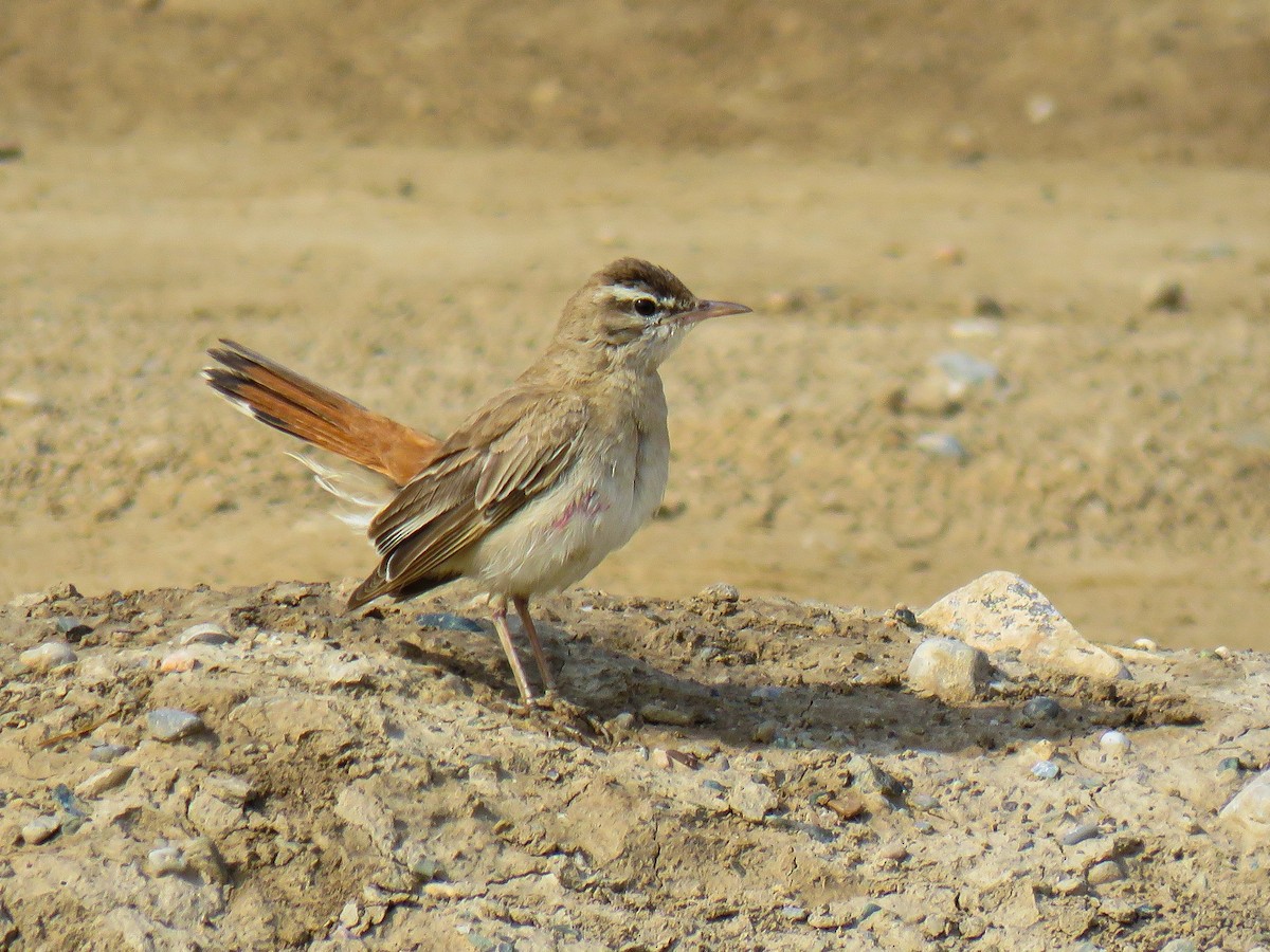 Rufous-tailed Scrub-Robin - ML637684600
