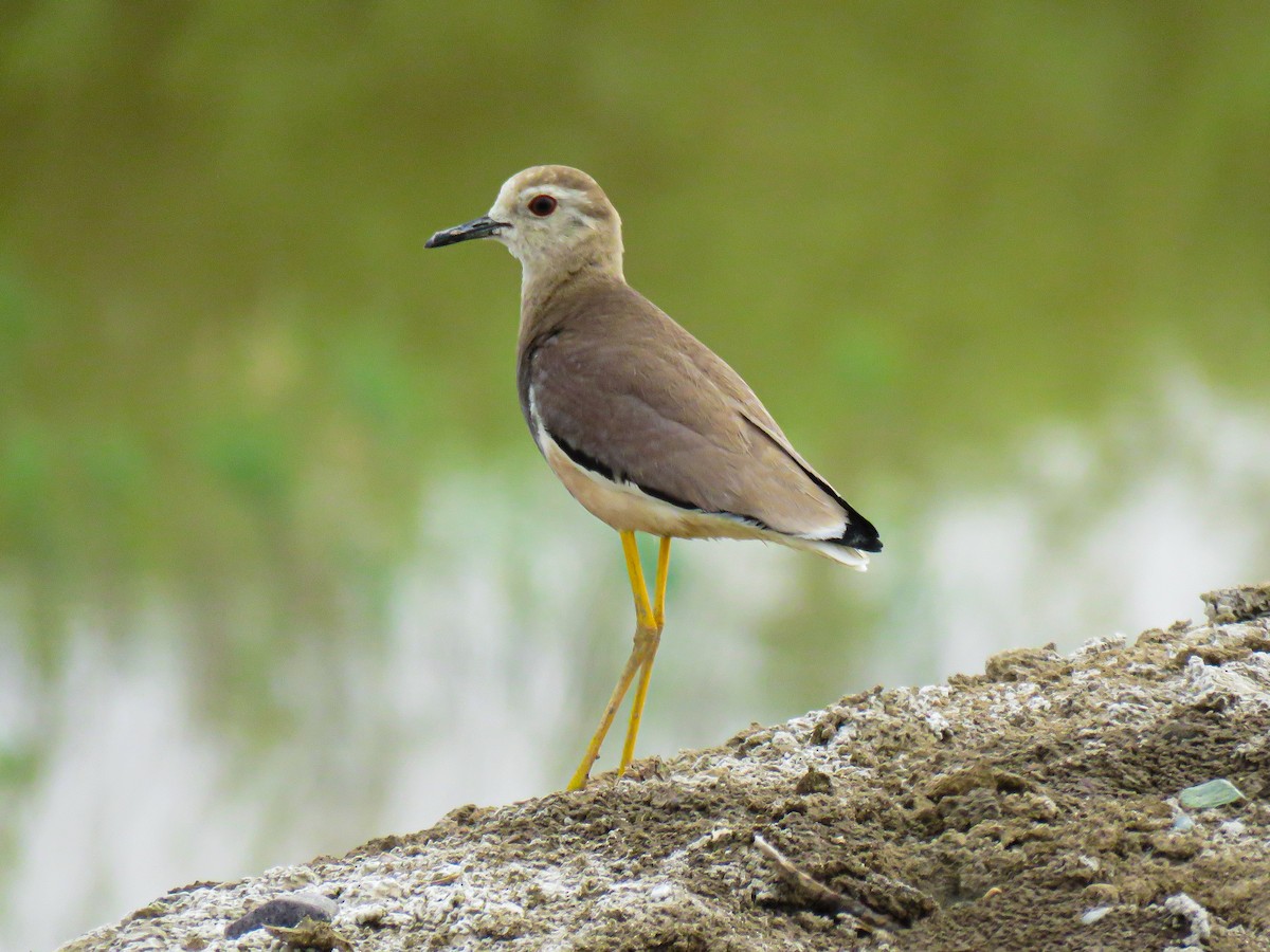 White-tailed Lapwing - ML637684607