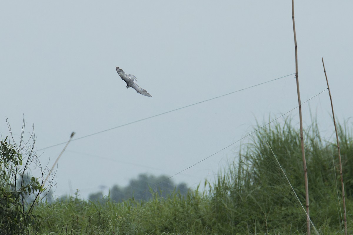 Whiskered Tern - ML637684637