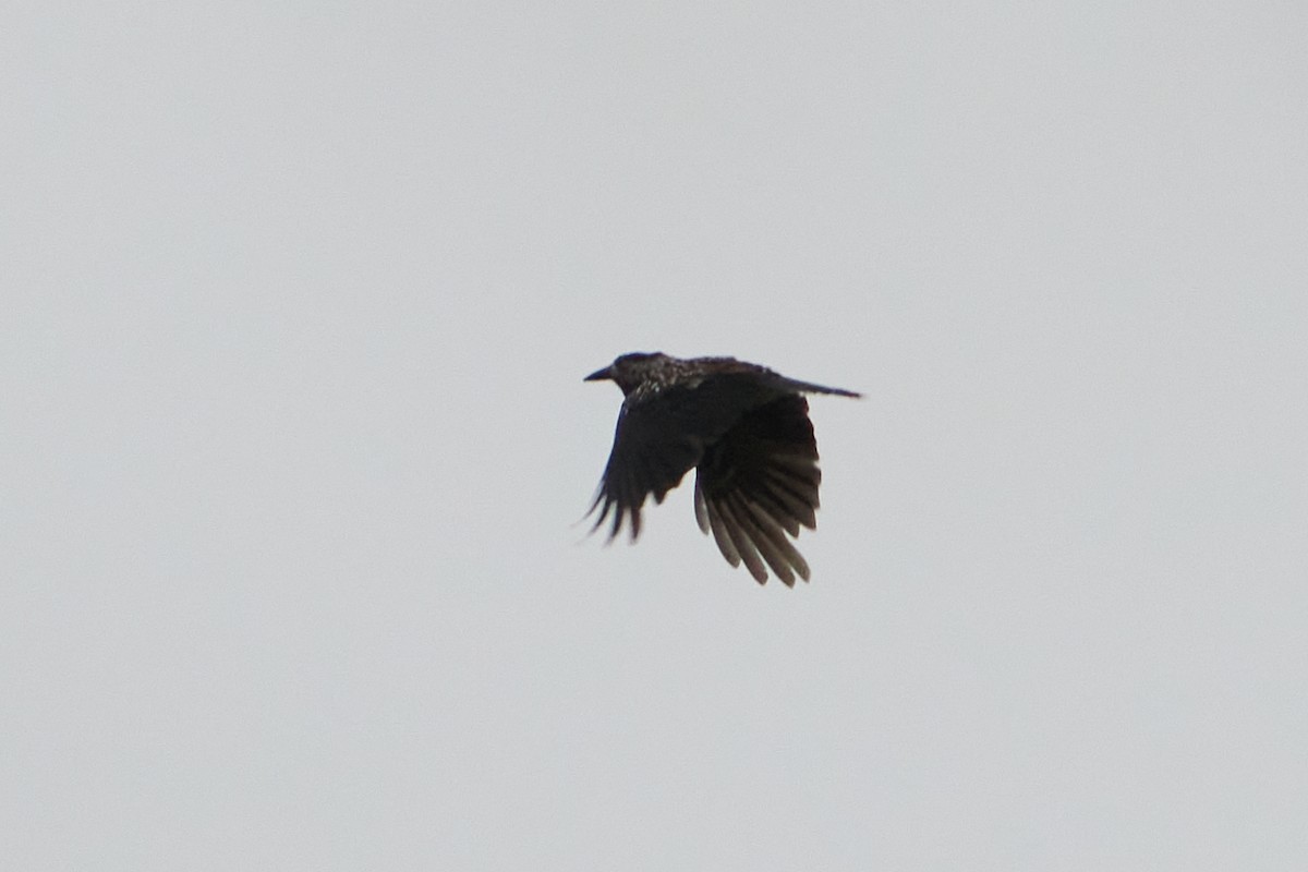 Northern Nutcracker - ML637684658