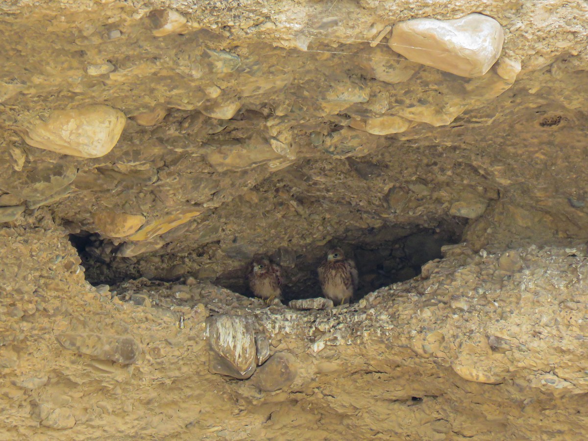 Eurasian Kestrel - ML637684715