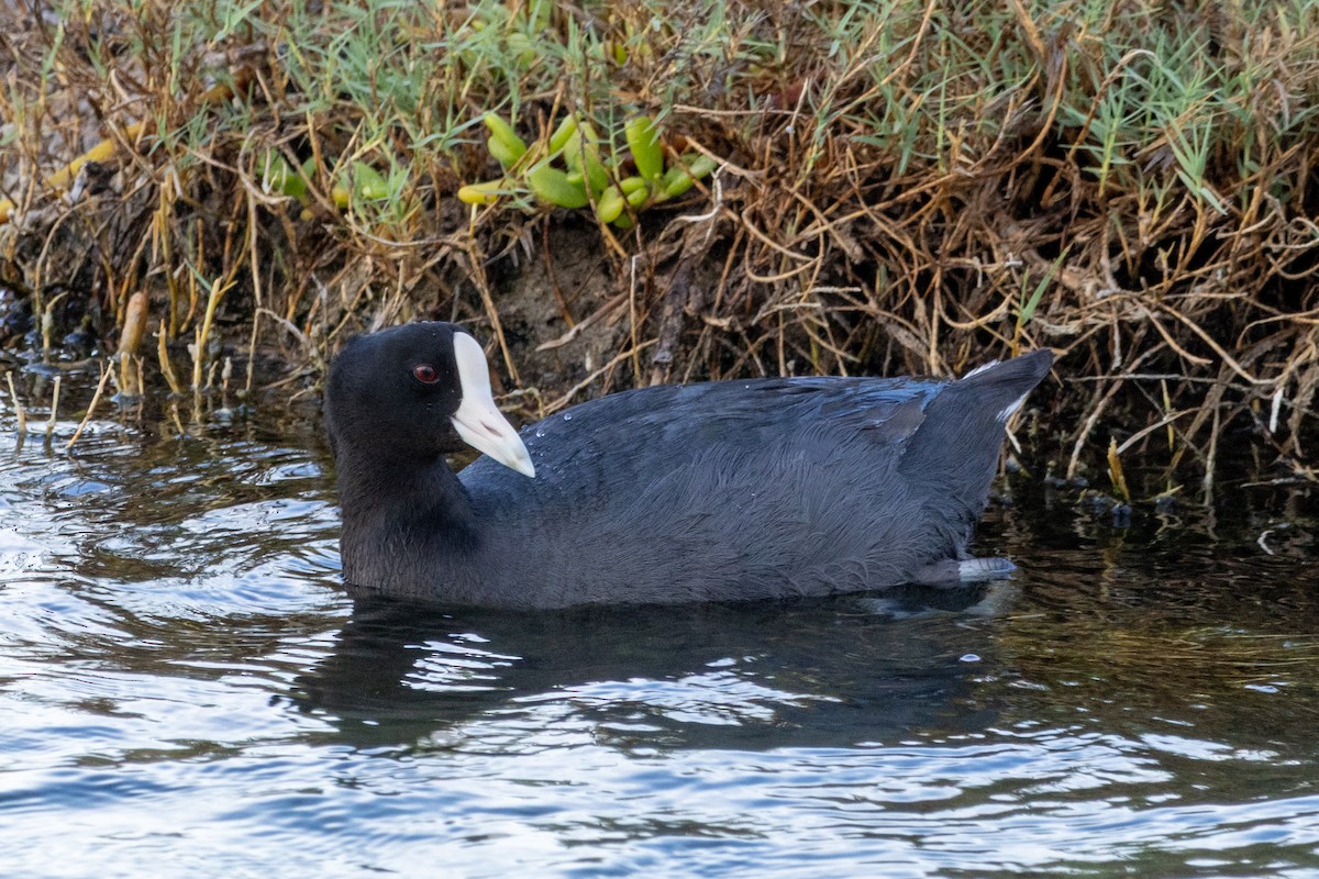Hawaiian Coot - ML637684726