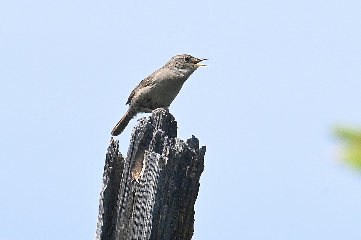 Northern House Wren - ML637684769
