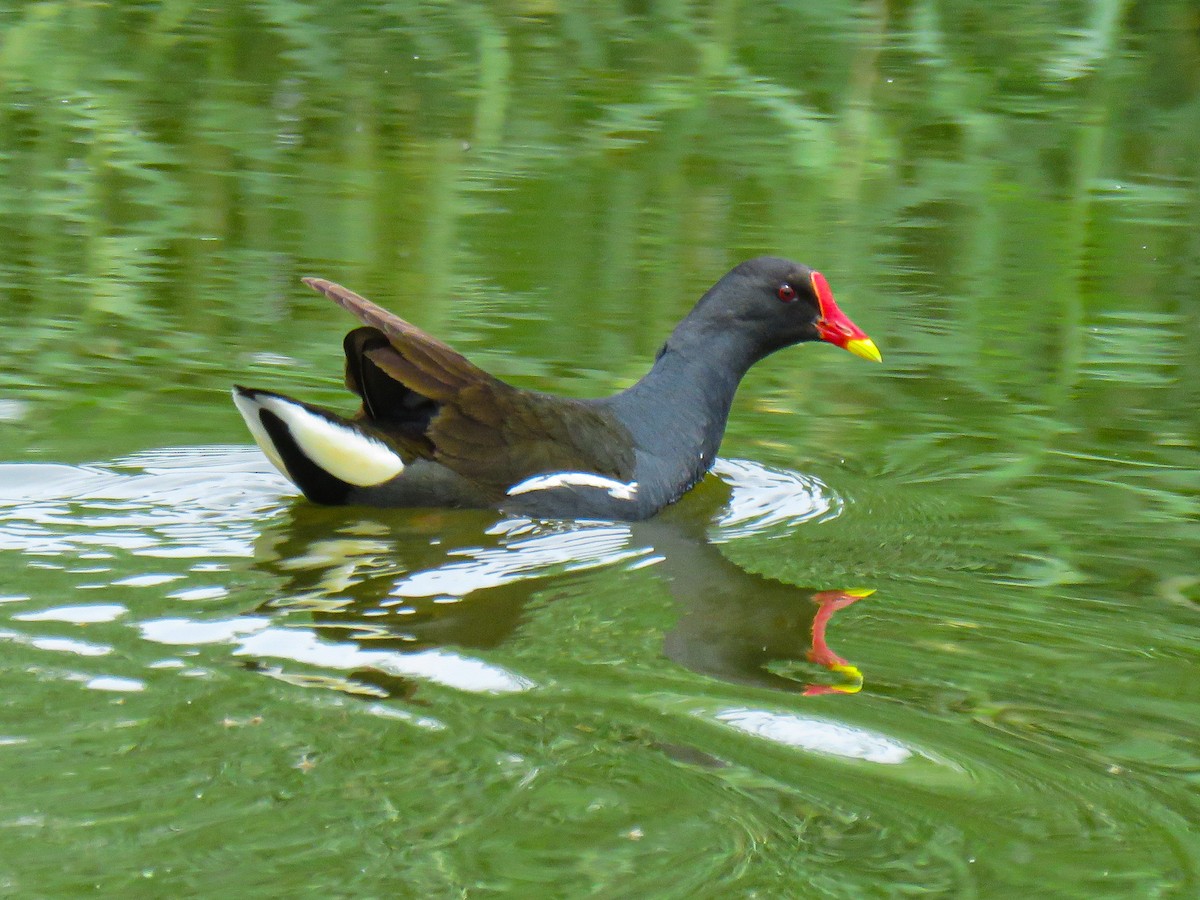 Eurasian Moorhen - ML637684799