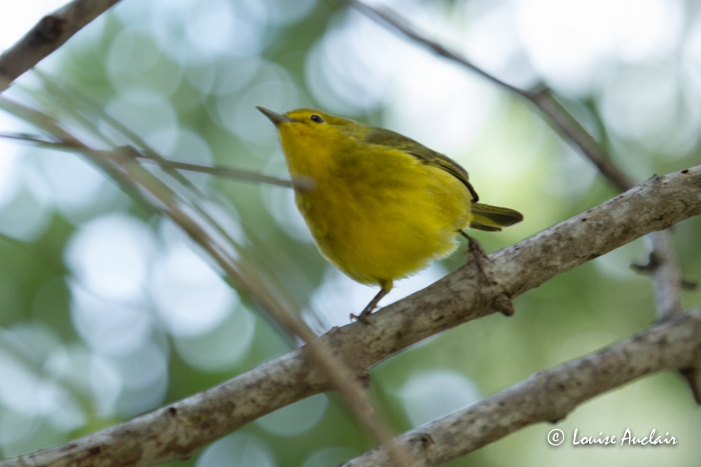 Yellow Warbler - ML63768481