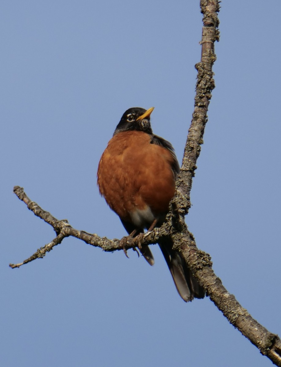 Göçmen Ardıç - ML637684835