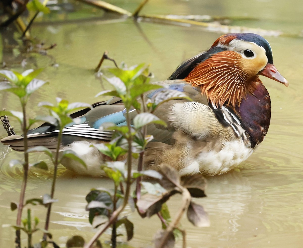 Mandarin Duck - ML637684837