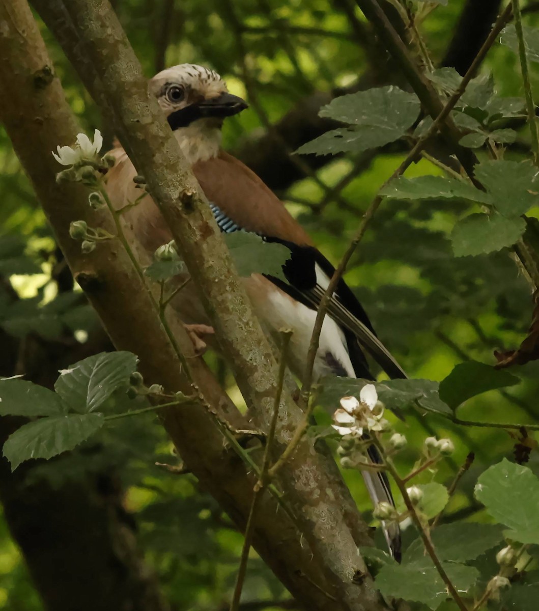 Eurasian Jay - ML637684839