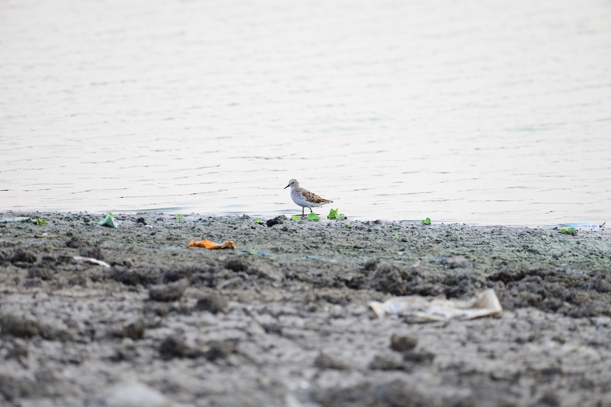 Little Stint - ML637684863