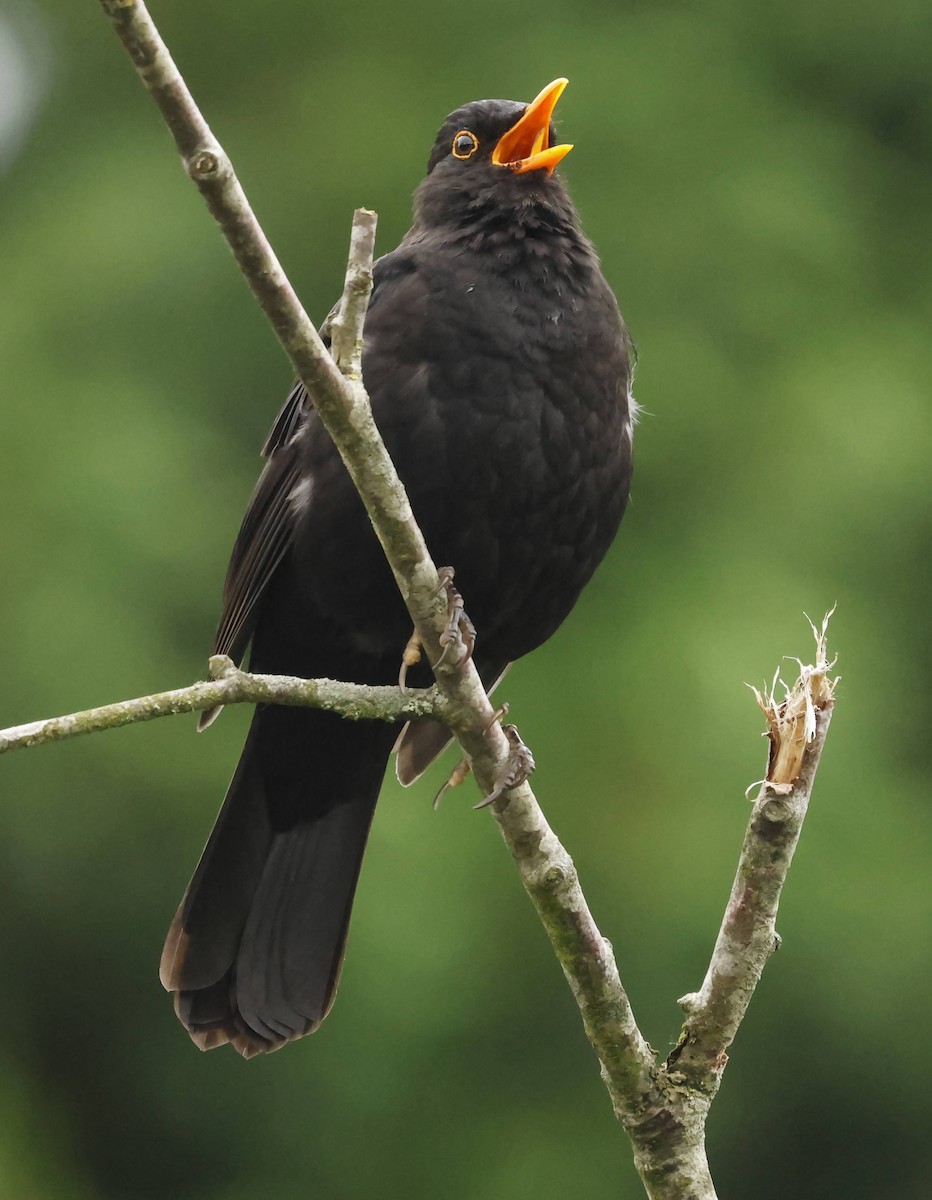 Eurasian Blackbird - ML637684871