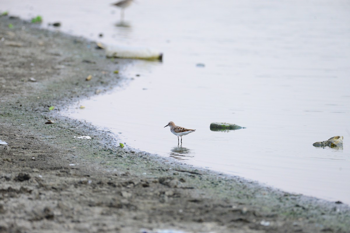Little Stint - ML637684892