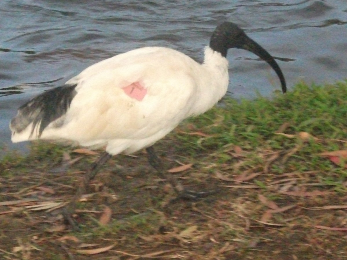 ibis australský - ML637684920
